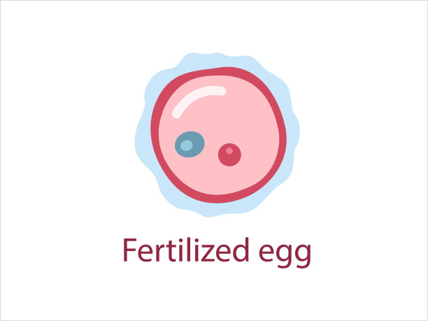受精卵由卵子和精子组成图片下载