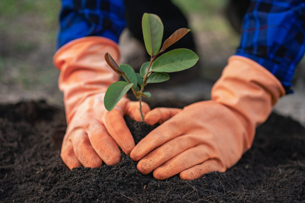 人类正在植树，帮助增加空气中的氧气，减少全球变暖，拯救世界，拯救生命和植树的想法。图片下载