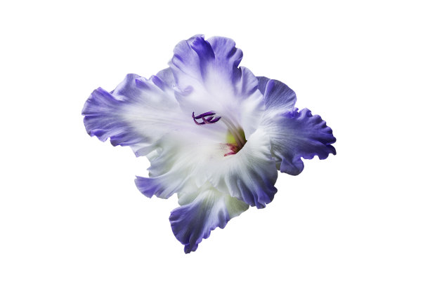 一种美丽的夏季花的一部分，在白色的背景图片下载