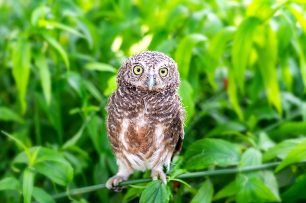 棕色的猫头鹰。一只猫头鹰鹰在绿色模糊的背景。树枝上的大灰猫头鹰。图片下载