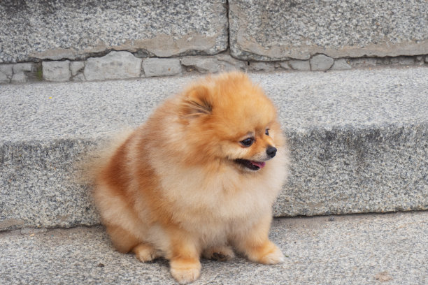 红黄相间的博美斯皮兹犬，有着美丽的口吻，坐在花岗岩楼梯的背景上图片下载