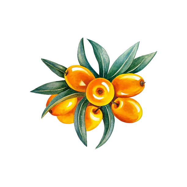 沙棘浆果。水彩插图。隔离。适用于美容、制药、食品行业。图片下载