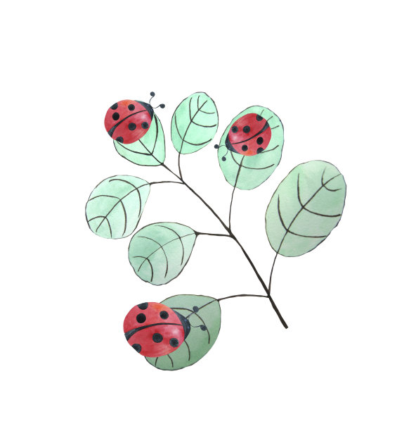 瓢虫在植物的嫩枝上。植物和昆虫。白色的孤立的背景。水彩光栅插图。它可以印在餐巾纸、日历、马克杯、贴纸、盘子上图片下载