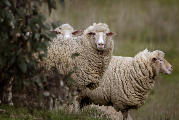 美利奴羊在围场里图片下载