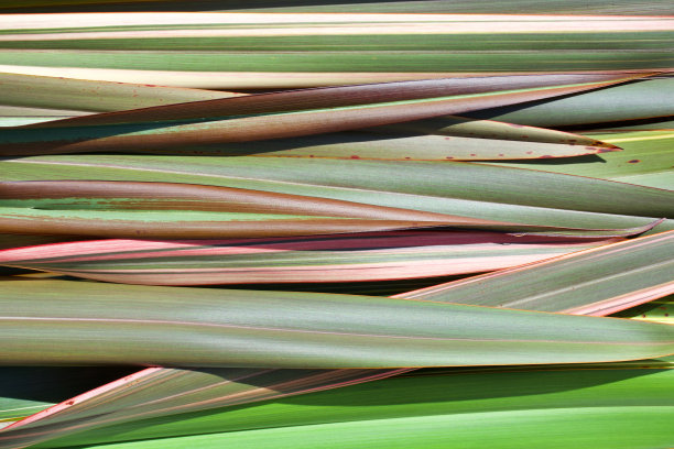 条纹新西兰亚麻或磷植物背景图片下载