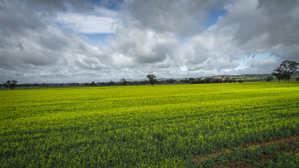 油菜田空中图片下载
