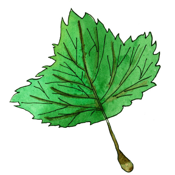 没有树枝的绿色单叶水彩画形象。图片下载