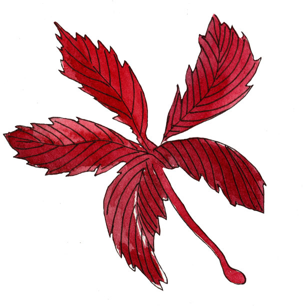 没有分枝的红色勃艮第单叶的水彩画形象。图片下载