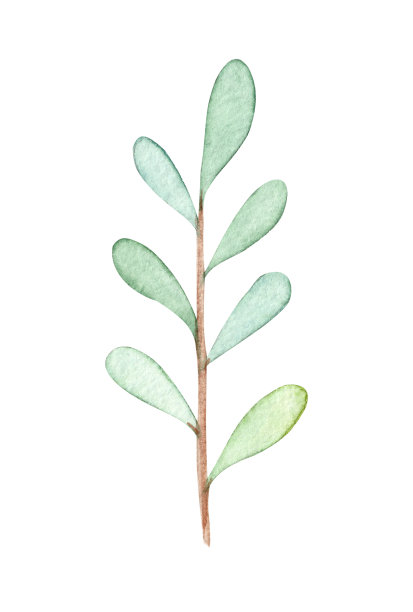 水彩槲寄生枝孤立在白色图片下载