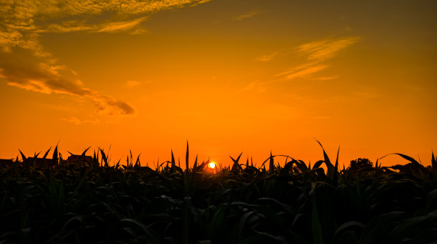 午后橘色天空的自然景观，日出时田野里玉米树的剪影图片下载
