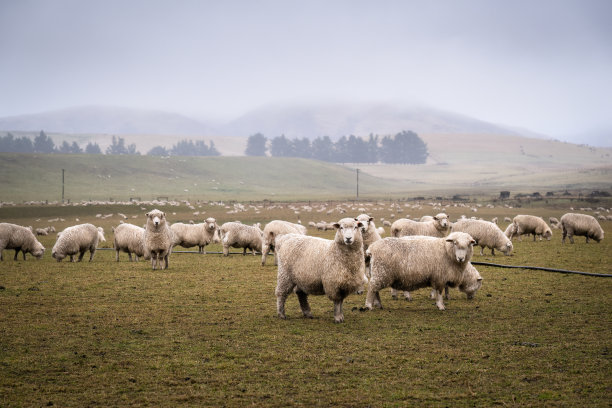 南岛奥塔哥，远处群山环绕，羊群在雾中吃草。图片下载