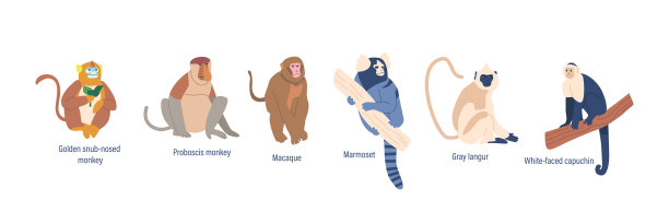 一组野生猴子或猿类动物金色的树鼻，长鼻，白面卷尾猴和猕猴，狨猴，猩猩图片下载