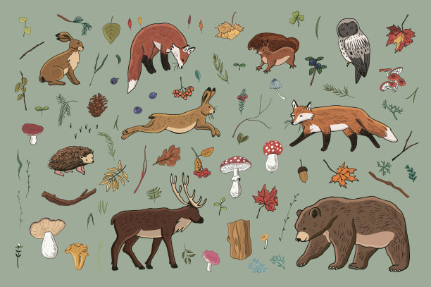 森林动物矢量插图集。图片下载