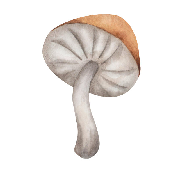 水彩插图手绘蘑菇的棕色，米黄色，白色的颜色。食用菌。森林植物图片下载