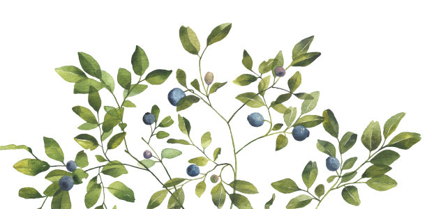 蓝莓的叶子上有浆果。图片下载