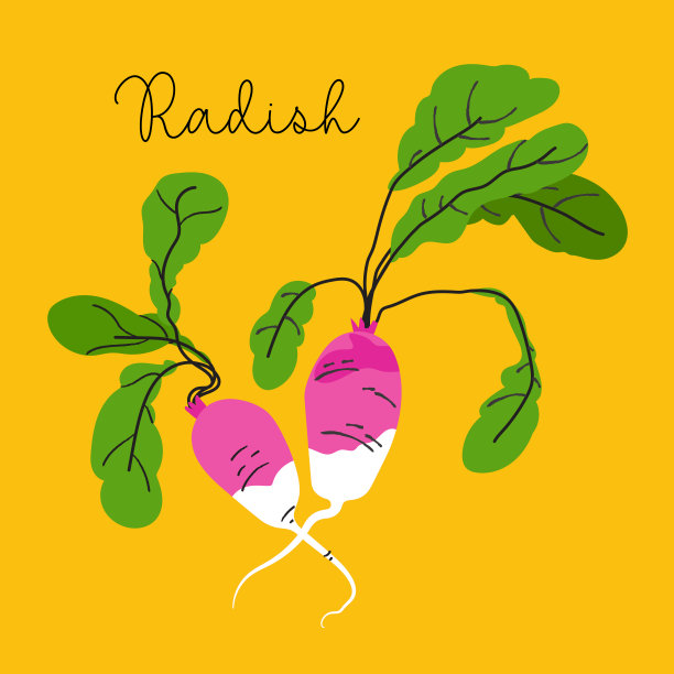 两个可爱的萝卜与叶子孤立在黄色的背景。手绘萝卜矢量插图在平面风格。秋天收获的蔬菜图片下载