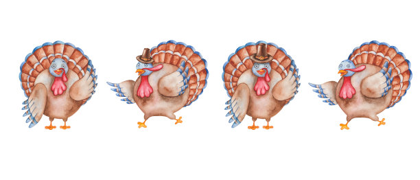 手绘水彩插图火鸡鸟在朝圣者的帽子与棕色，蓝色的羽毛，翅膀。卡通动物的性格。孤立的白色剪贴画，海报，感恩节卡片图片下载