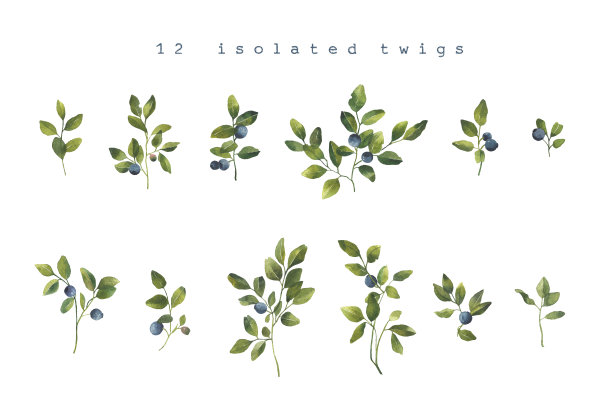 蓝莓的叶子上有浆果。图片下载