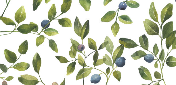 蓝莓的叶子上有浆果。图片下载