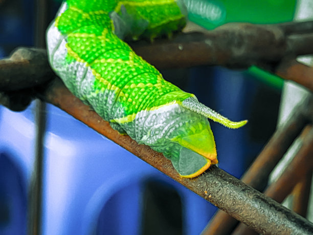 绿色的毛毛虫栖息在铁栅栏上图片下载