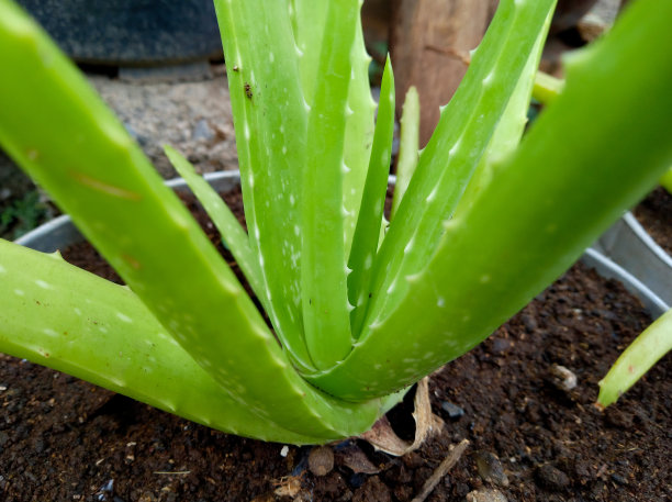 “Lidah buaya”或芦荟在花园里茁壮成长图片下载