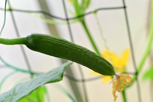 在温室的灌木上种黄瓜的特写图片下载