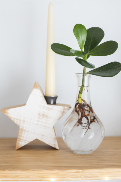 水培玫瑰公主植物，或签名植物，在木架子上。图片下载