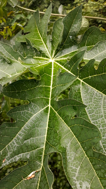 木瓜植株健康生长图片下载