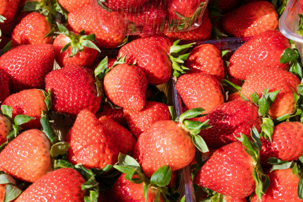 成熟的红色草莓在托盘上俯瞰图片下载