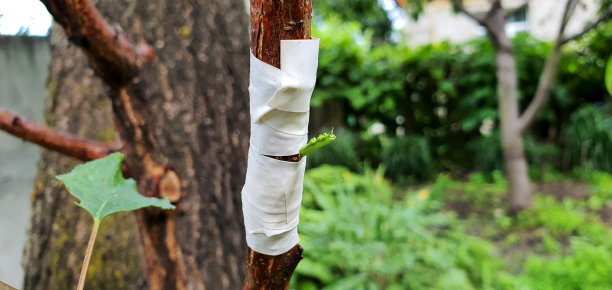 特写的嫁接芽的一个好品种的李树。在夏天，有一个机会把一个好的李子品种嫁接到一棵野生的树上图片下载