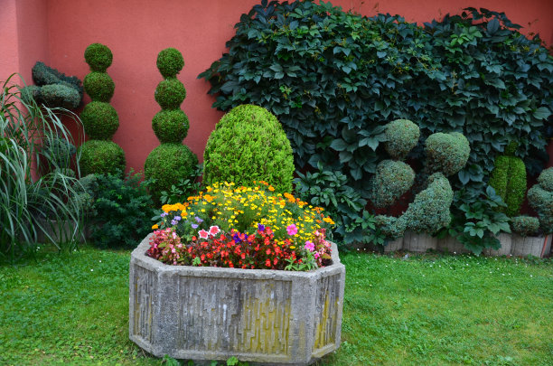 四合院的红墙，内块长满了爬山虎。混凝土花盆与一年生植物。修剪成心形和圆球形状的树篱，杜松树的形状。图片下载