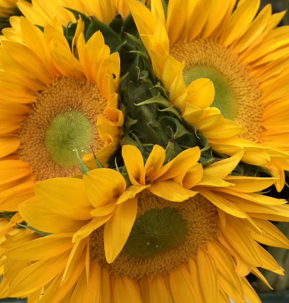 向日葵的花束图片下载
