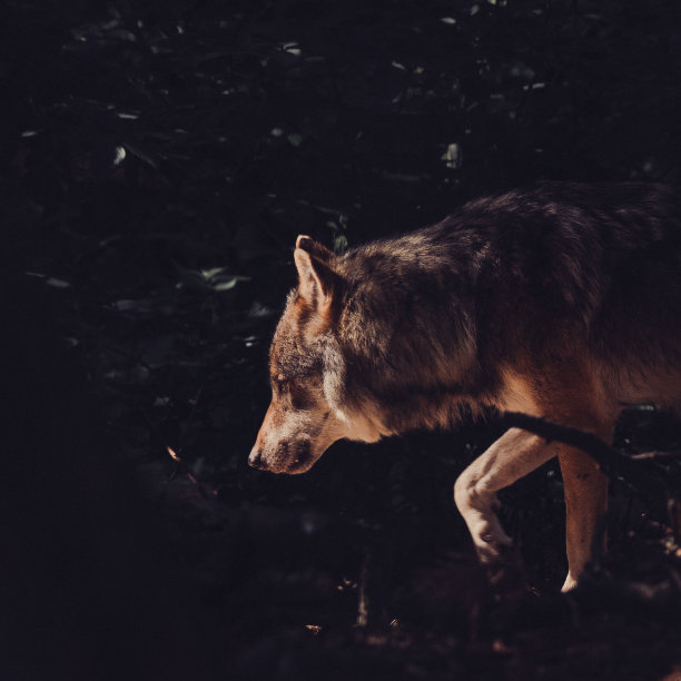 狼在黑暗中行走的特写镜头图片下载