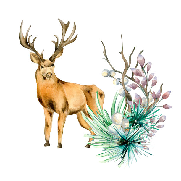 冬季植物和鹿的组成水彩插图孤立在白色。图片下载