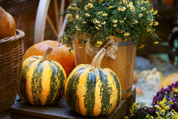 南瓜组成图片下载