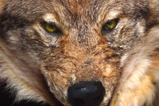 狼枪口图片下载