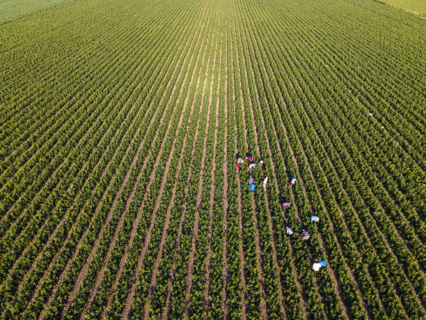 农民在胡椒地里收割庄稼，鸟瞰图图片下载