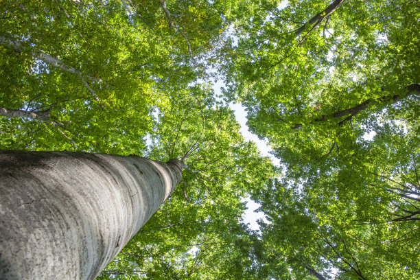山毛榉森林图片下载