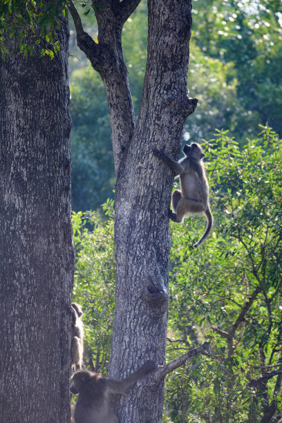 狒狒爬上成功的树梯图片下载