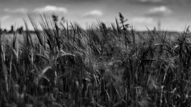 野生芦苇和小麦生长在森林地面上的灰色镜头图片下载