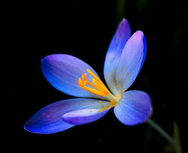 比伯斯坦藏红花(番红花)在黑色背景上的微距拍摄图片下载