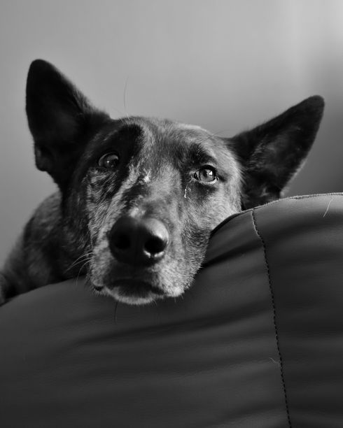 一幅灰色的肖像，忧伤的荷兰牧羊人看着，倚在沙发织物上图片下载