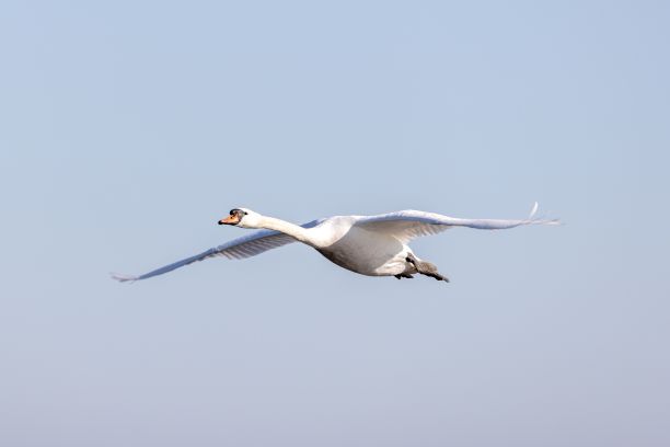 白色疣鼻天鹅(天鹅色)在蓝天中飞翔图片下载