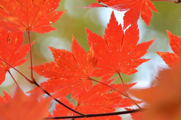 秋天的落叶图片下载