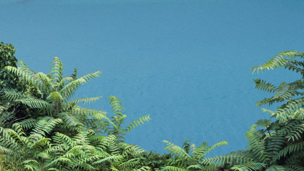 绿叶在海的背景。图片下载