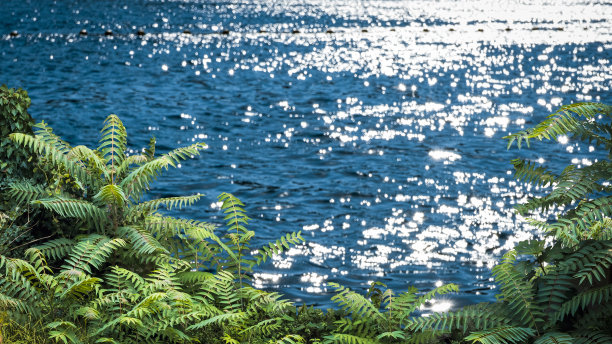 绿叶在波光粼粼的大海背景。图片下载