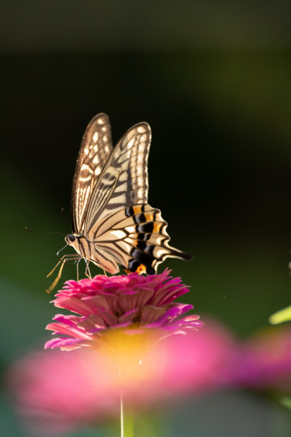 一只燕尾蝴蝶停在一朵花上图片下载