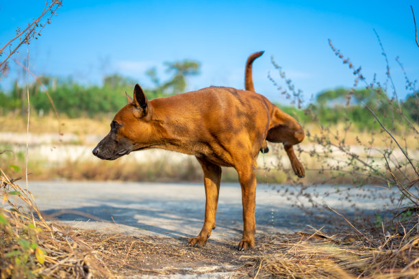 泰国棕狗在户外场地的玻璃上撒尿来创造领地。图片下载