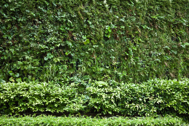 植物墙图片下载