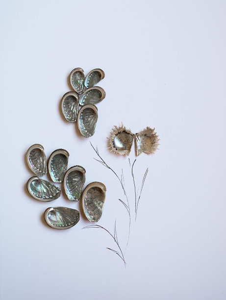 收集的珍珠母贝壳如植物溺水在白色的背景图片下载